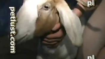 A goat got to suck a pet sex lover dick