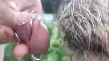 A member with rings in the head polishes tongue dog