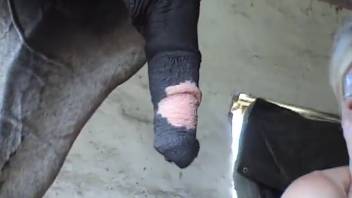 Beast's dick pounds her tight little pussy