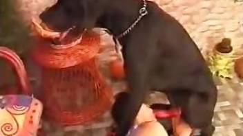 Big black dog fucks a hot babe in the bed