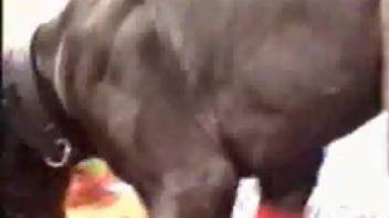 Stunning young girl freaks out as dog tongues her private parts