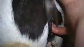 Poor cow gets a big hard one under her tail
