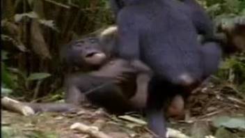 Forget bestiality hentai heres monkey sex