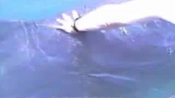 Real-life dolphin fisting, not some bestiality comic strip