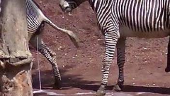 Zebra sex amateur beastiality video