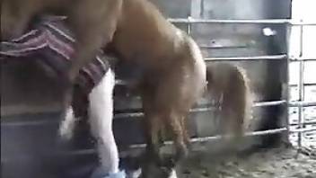 Beastiality videos showing sexy horses. Free bestiality and animal porn