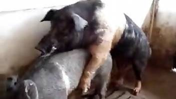 Beastiality video showing two pigs fuck. Free bestiality and animal porn