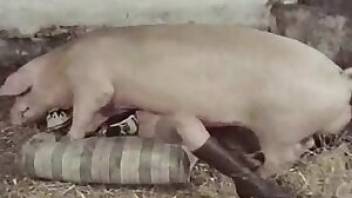 Beastiality tube vid with a horny pig. Free bestiality and animal porn
