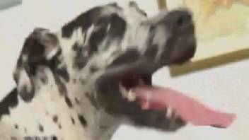 Spontaneous animal sex threesome featuring Latina women