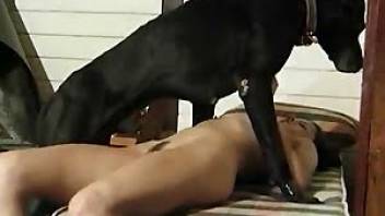 Sexy beastiality action with a black dog