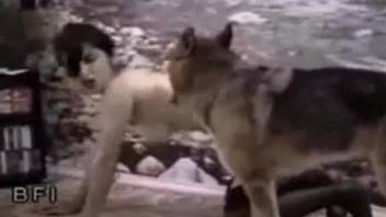 German Shepherd bangs female dog outside