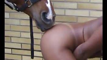 Horse