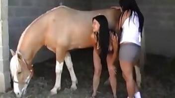 Zoo porn with a brunette is just incredible