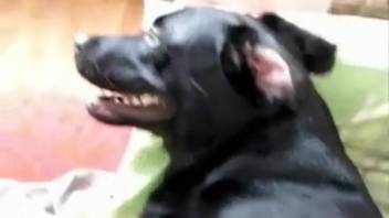 Perverted man fucks a dog and ejaculates inside it