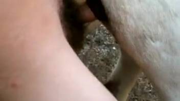 Guy's furry dick wrecks a beast's cunt
