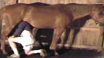 Video of equine intercourse featuring an enthusiastic man