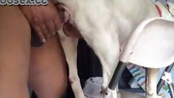 Male beastiality white doggy anal session