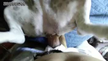Guy fucks male dog in the anal hole on cam