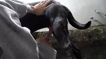 Man and animal sex with a good doggy