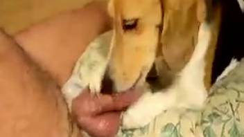 Insane homosexual animal sex bestiality pornography XXX