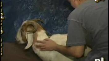 Guy penetrates goat's anus in close-up view