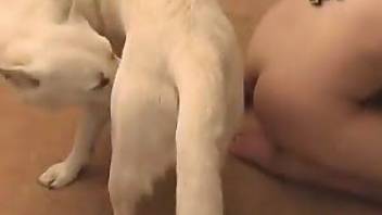man jerks off on a big dog cock and licks it