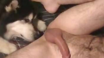 Animal XXX video with a cocksucker dog