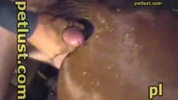 Bestiality adult film featuring intense sexual action