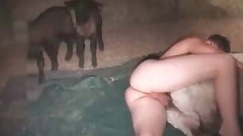 Dude fucks a sheep in a hot porn video