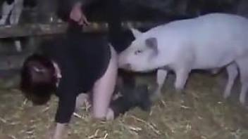 Pig sex with farmer