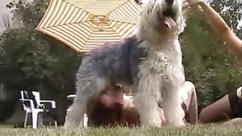 shaggy dog fucks girls one by one and licks pussy