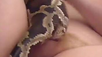 Beautiful homemade bestiality snake porn