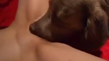 Extremely tender canine intercourse clip featuring dog licking vagina