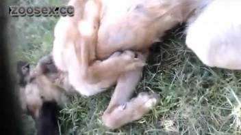 Canine adult film featuring intense passion