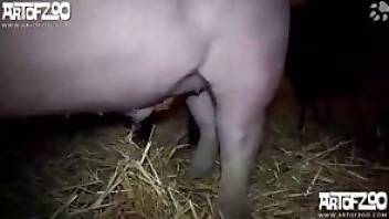 Pig porn movie with a zoophile MILF